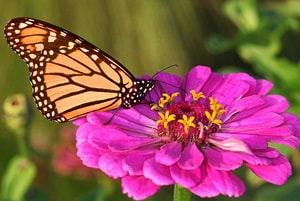 Maple Acres Farm Market- See What is in Bloom at this Hidden Gem Near Norris Hills