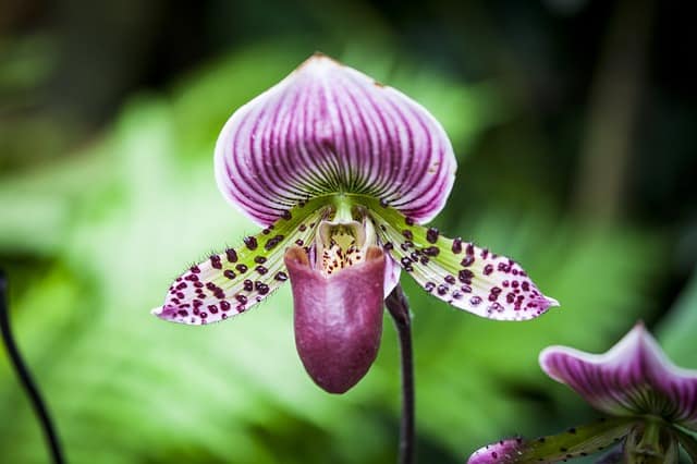 Enjoy a Taste of Spring During the Orchid Extravaganza at Longwood Gardens