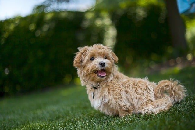 Don’t Miss Bark in the Park at Hoopes Park in West Chester