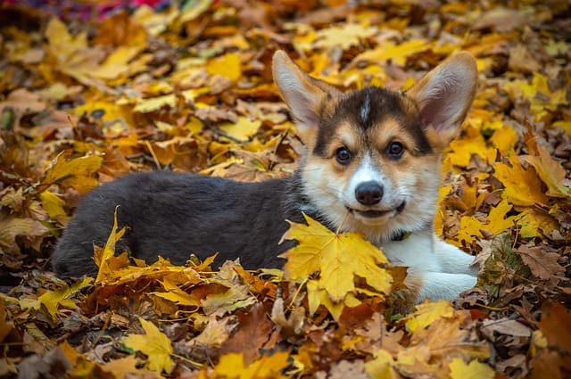 Bring Your Pup to Providence Animal Center’s Bark in the Park & Fall Festival