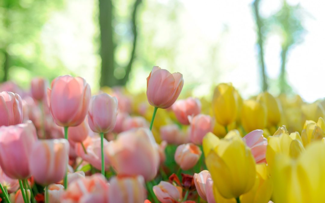 Don’t Miss Spring Blooms at Longwood Gardens