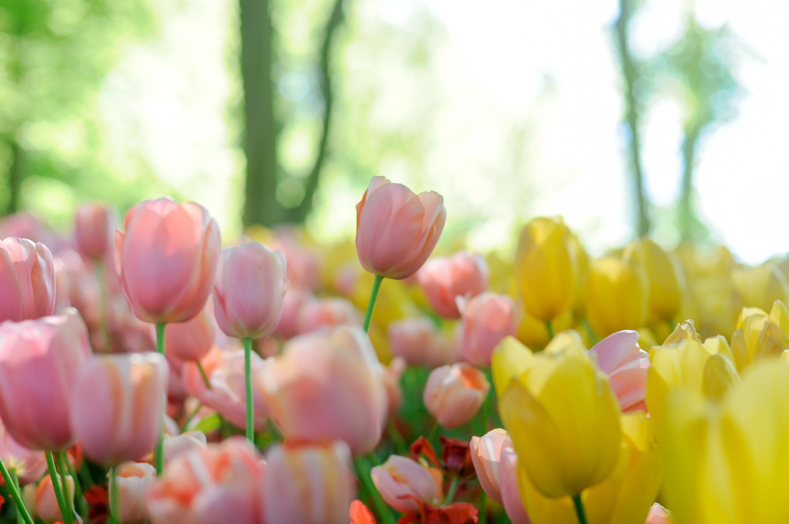 Don T Miss Spring Blooms At Longwood Gardens Berger Rental
