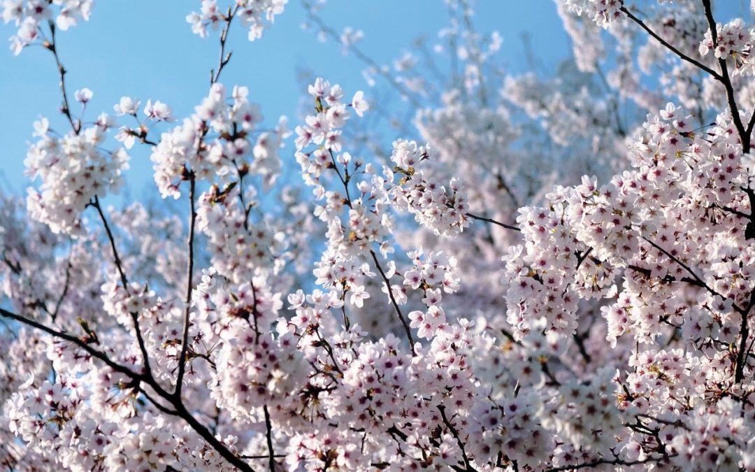 Soak Up the Sunshine at Bloomsburg Town Park