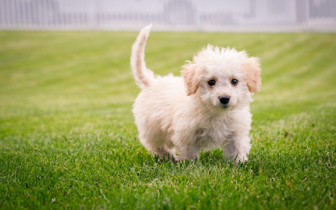 petco puppy chow