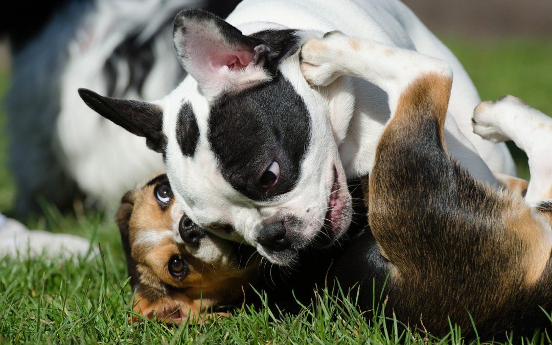 Pups Can Roam and Romp at Beau’s Dream Dog Park at Buchanan Park