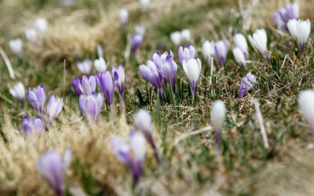 Unpack a Spring Picnic at Norristown Farm Park Near Norris Hills Apartments