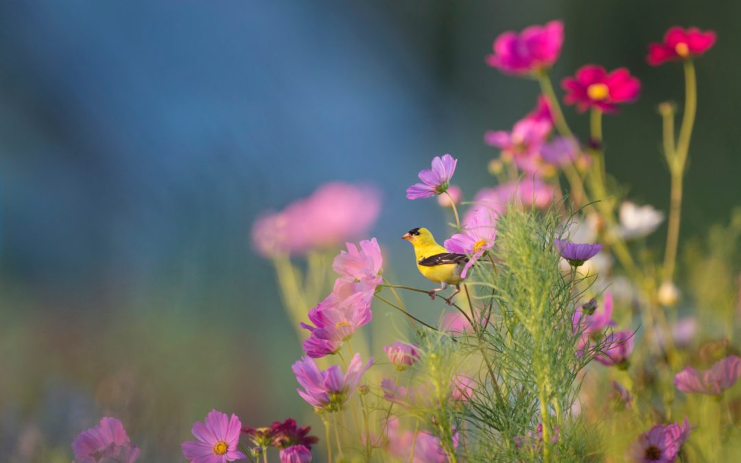 Stop and Smell the Flowers at the Arboretum at Penn State