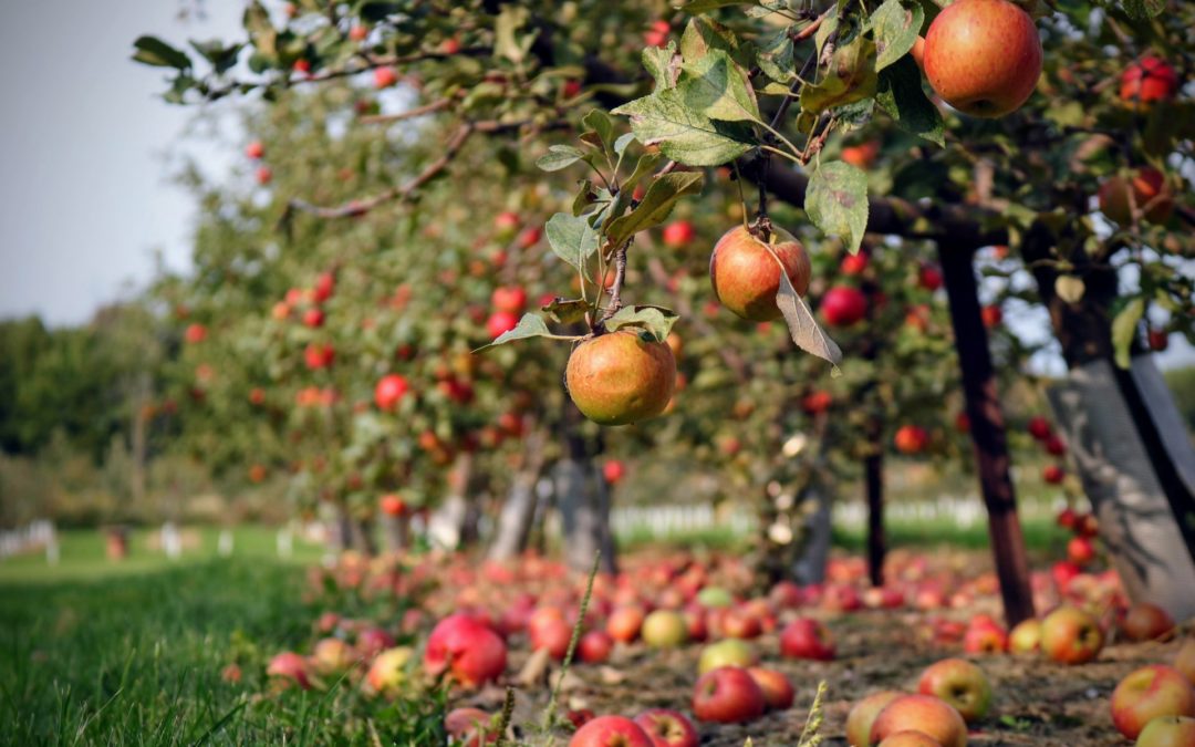 Spend a Sunny Fall Day Near The Dorchester at Styer Orchard