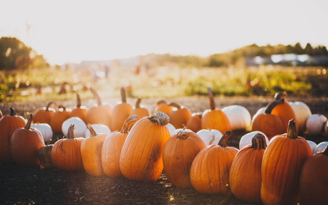 Spend a Sunny Fall Day at Hellerick’s Family Farm in Doylestown