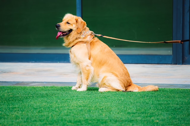Celebrate Canine Companionship at The National Dog Show Near Stone Gate Woods!