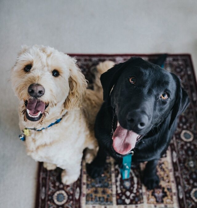 Paws & Painting! Paint Your Pet Event Near Westbury Apartments