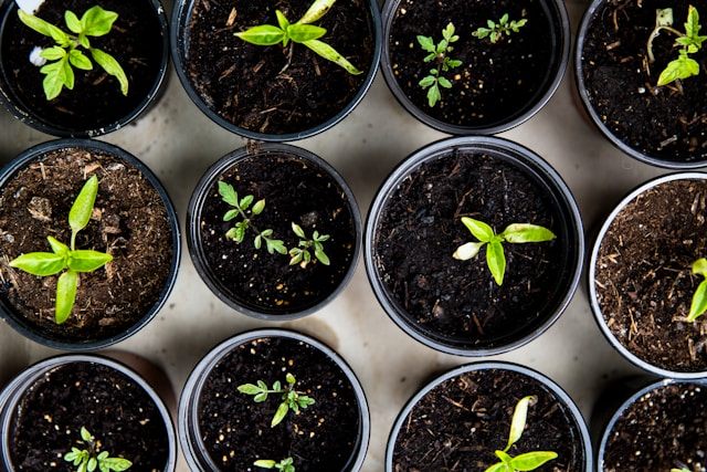 Welcome Spring at the Lansdowne Winter Market – Seed Planting Event near The Athens Apartments!
